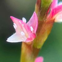 ミズヒキ,花壇,ガーデニング,山野草,タデ科の画像