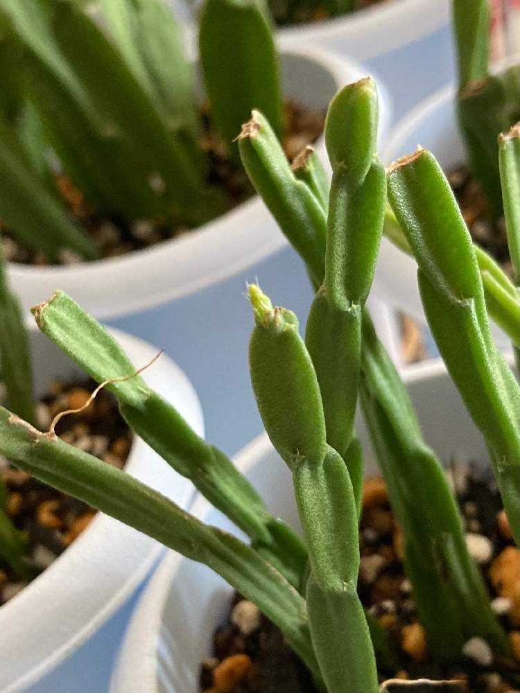 リプサリス パラドクサとパラドクサファインの挿木｜🍀GreenSnap