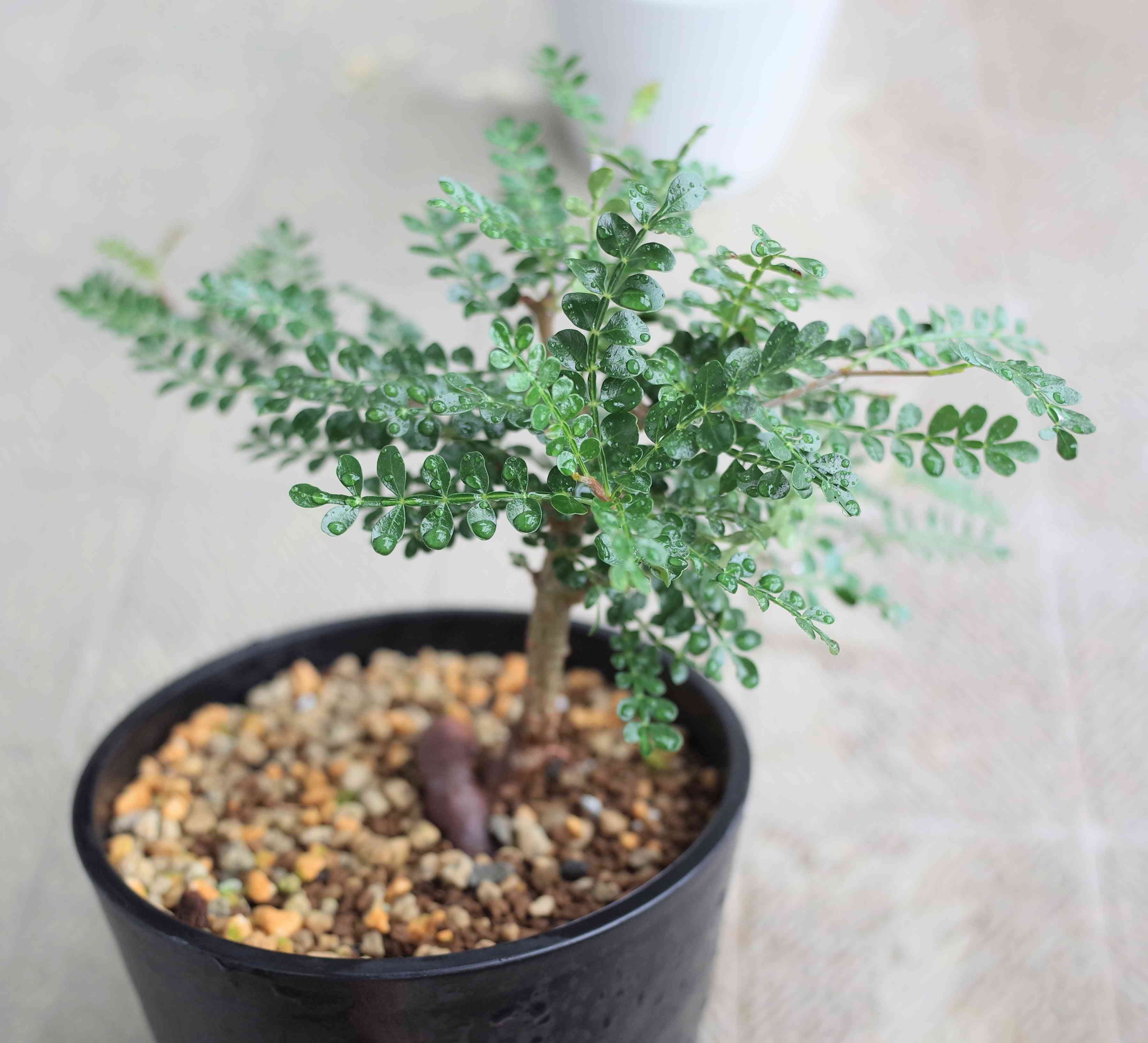 ニ1152 「人気のミニパキプス」オペルクリカリア パキプス 抜き苗【9