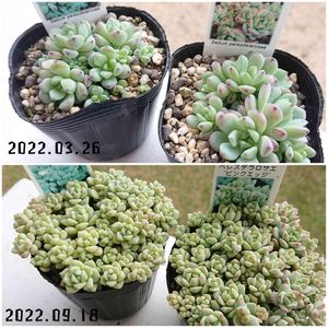ペレスデラロサエ,ペレスデラロサエ　ピンクエッジ,多肉植物,多肉大好き,多肉ちゃんの画像