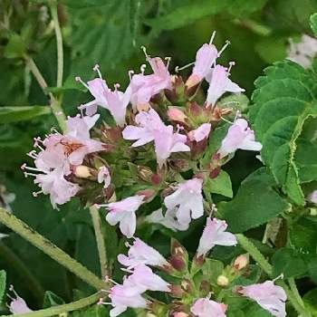 ワイルド マジョラムの投稿画像一覧 Greensnap グリーンスナップ