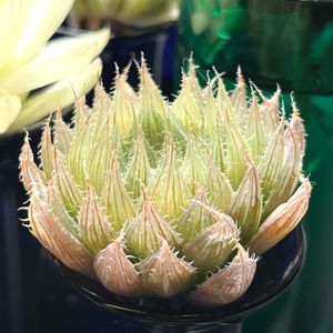 ハオルチア  青雲の舞,多肉植物,観葉植物,ハイドロカルチャー,水耕栽培の画像