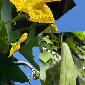 ヘチマ,グリーンカーテン,我が家の庭,今日のお花,幸せの黄色いお花の画像