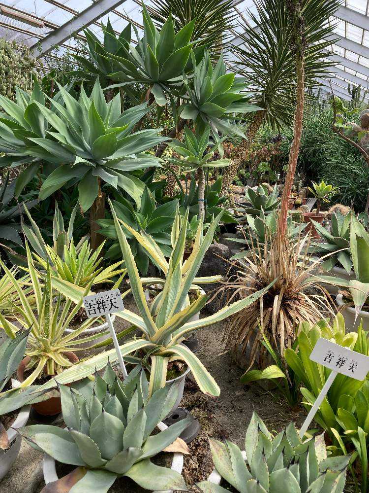 クローバー様 姫吉祥天 アガベ・パリー 'ホーチエンシス'（吉祥天