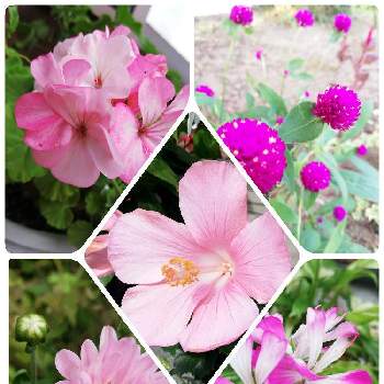 ピンク ぴんく Pink,コラージュ仲間達,１９日はピンクの日,軒下ガーデン,ピンクのお花♡の画像