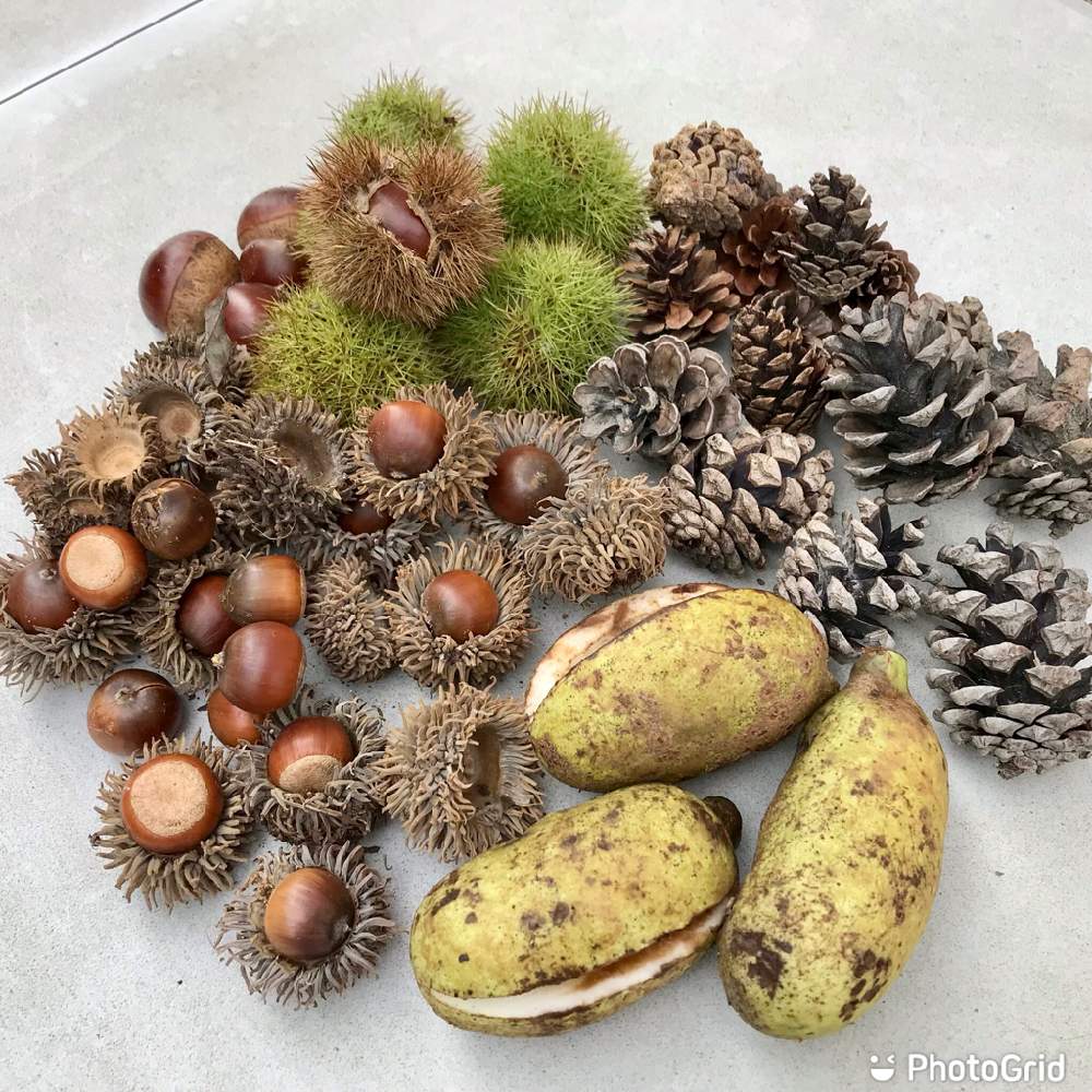 アケビの投稿画像 By 週末だけ野良人isoさん どんぐりと松ぼっくりとヤマグリ シバグリ とテラスと家庭菜園とお出掛け先と家庭菜園奮闘日記とチーム岐阜と家庭菜園とお出掛け先と家庭菜園奮闘日記とチーム岐阜 22月9月19日 Greensnap グリーンスナップ