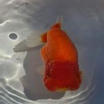 らんちゅう 蘭鋳の一覧 Greensnap グリーンスナップ らんちゅう 蘭鋳の一覧 Greensnap グリーンスナップ