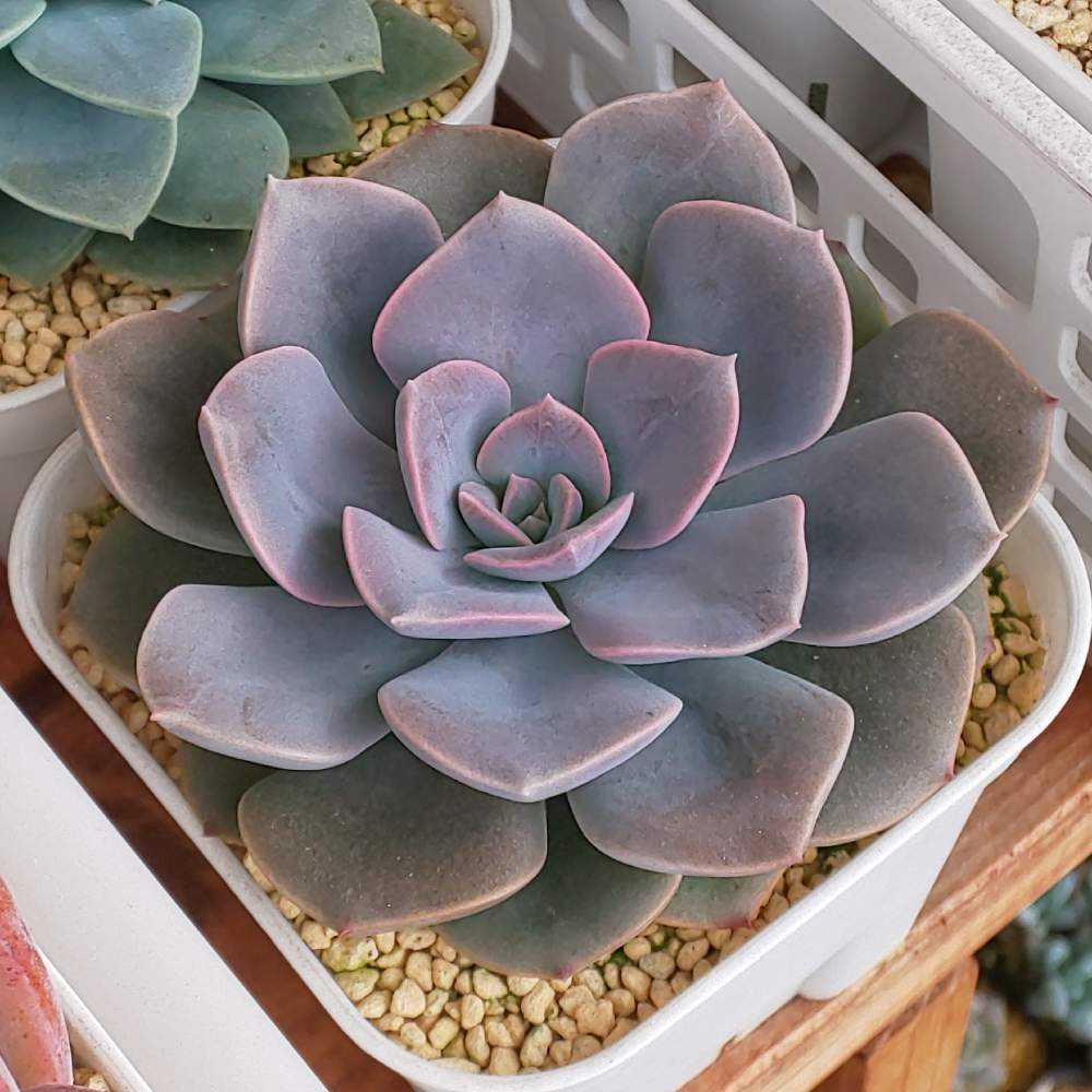 427 フランチェスカの生長記録 2022.09.18更新｜🍀GreenSnap（グリーン