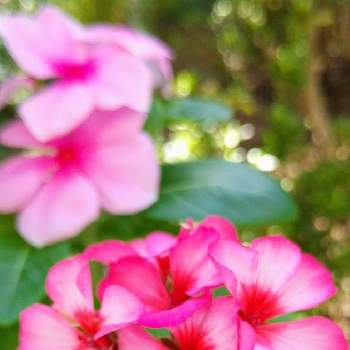 ゼラニウム,日々草(にちにちそう),１９日はピンクの日,小さな庭の画像