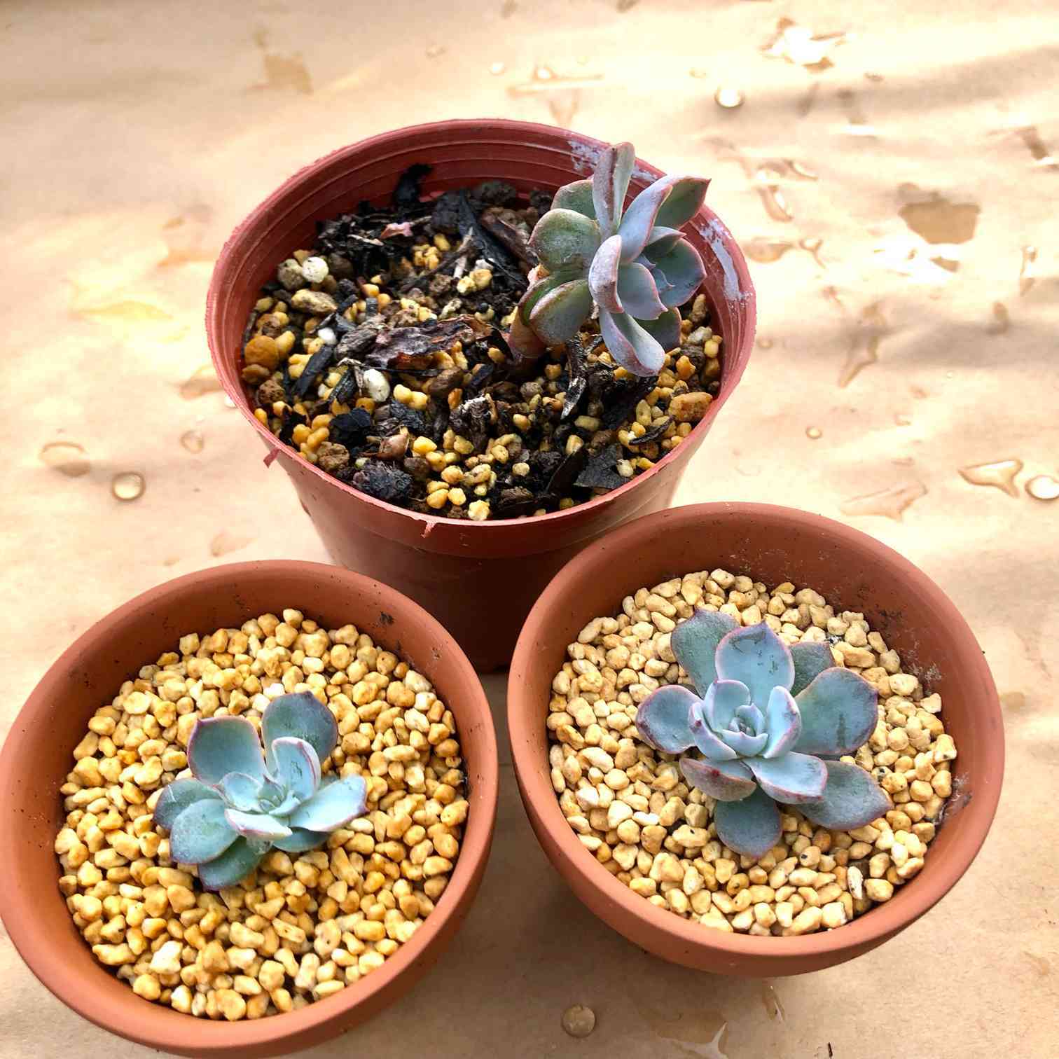 多肉植物 サブセシリス  3株　抜き苗　エケベリア サブセシリスの胴切り｜🍀GreenSnap（グリーンスナップ）