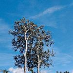 白い木の一覧 Greensnap グリーンスナップ