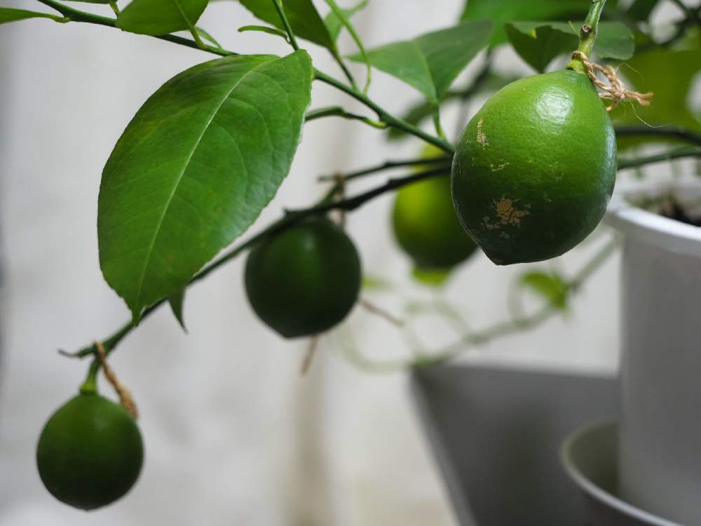 レモン ビラフランカ の投稿画像 By エビ Hiro30blueさん バルコニー ベランダとベランダ菜園 と初めての挑戦 と団地暮らしと元気に育ててますよとベランダ菜園と初めての挑戦 と団地暮らしと元気に育ててますよ 22月9月19日 Greensnap グリーンスナップ