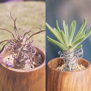 砂夜叉姫,ビザール プランツ,チレコドン・グランディフロールス,冬の成長期,夏の休眠期の画像