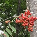 セイヨウナナカマドの実の一覧 Greensnap グリーンスナップ