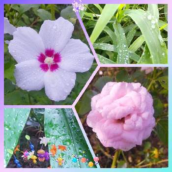 0の付く日は雨粒の日の画像 by eryさん | 木槿(ムクゲ)とバラ ホーム&ガーデンと自分の畑のお花とピクミンとお散歩♪と0の付く日は雨粒の日とピンクワールドへ ようこそ