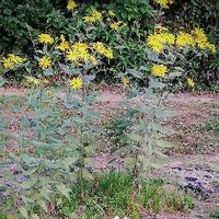 菊芋 キクイモ の育て方 収穫時期や栽培の注意点は 植えっぱなしで大丈夫 Greensnap グリーンスナップ