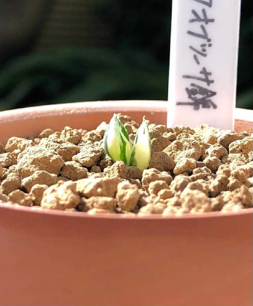 大窓ブラックオブツーサ錦の成長日記｜🍀GreenSnap（グリーンスナップ）