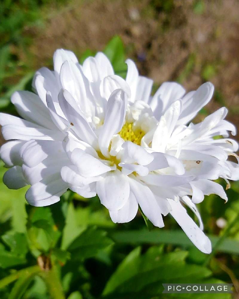 アスターの投稿画像 By かすみそうさん 小さな庭と可愛い と白いはなといやし とおうち園芸と可愛い と白いはなといやし とおうち園芸 22月9月日 Greensnap グリーンスナップ Greensnap グリーンスナップ