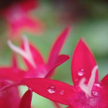 0の付く日は雨粒の日の画像 by mimozaさん | 小さな庭とペンタスと雨粒シリーズ☆とmimozaの雨粒シリーズと雨粒と0の付く日は雨粒の日と真っ赤な火曜日