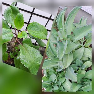 セイロンベンケイソウ,マザーリーフ,子宝草,鉢植え,自分らしくねの画像