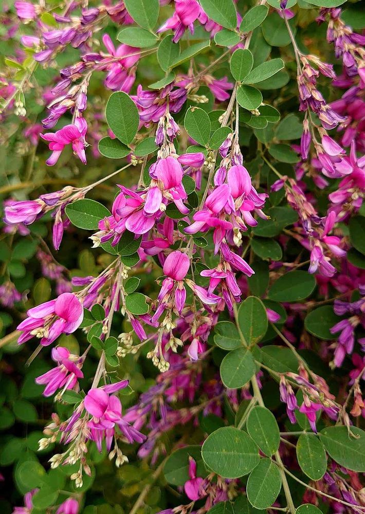 向島百花園⑴:萩の花、秋の花｜?GreenSnap（グリーンスナップ）