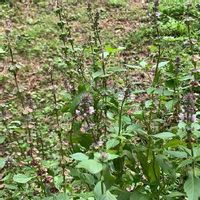 ホーリーバジルの育て方 種まきのコツは どんな効能がある Greensnap グリーンスナップ