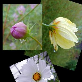 0の付く日は雨粒の日の画像 by かすみそうさん | 小さな庭と秋桜(コスモス)と黄色のお花♡とピンクの花とおうち園芸と白いはなと可愛い〜♡と0の付く日は雨粒の日といやし♪