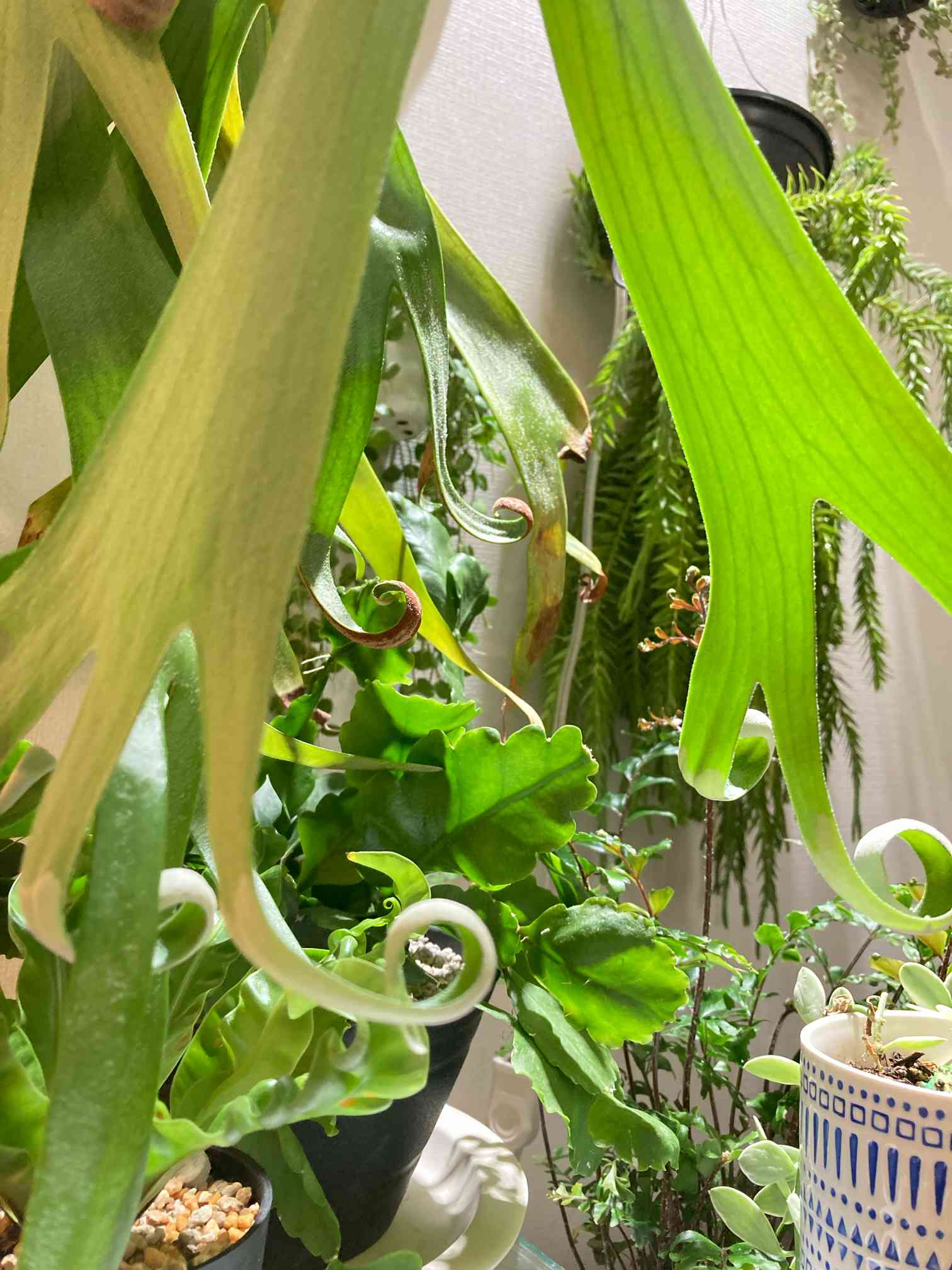 ビカクシダ フーンシキの一覧|🍀GreenSnap(グリーンスナップ) ビカクシダ フーンシキの一覧|🍀GreenSnap(グリーンスナップ)