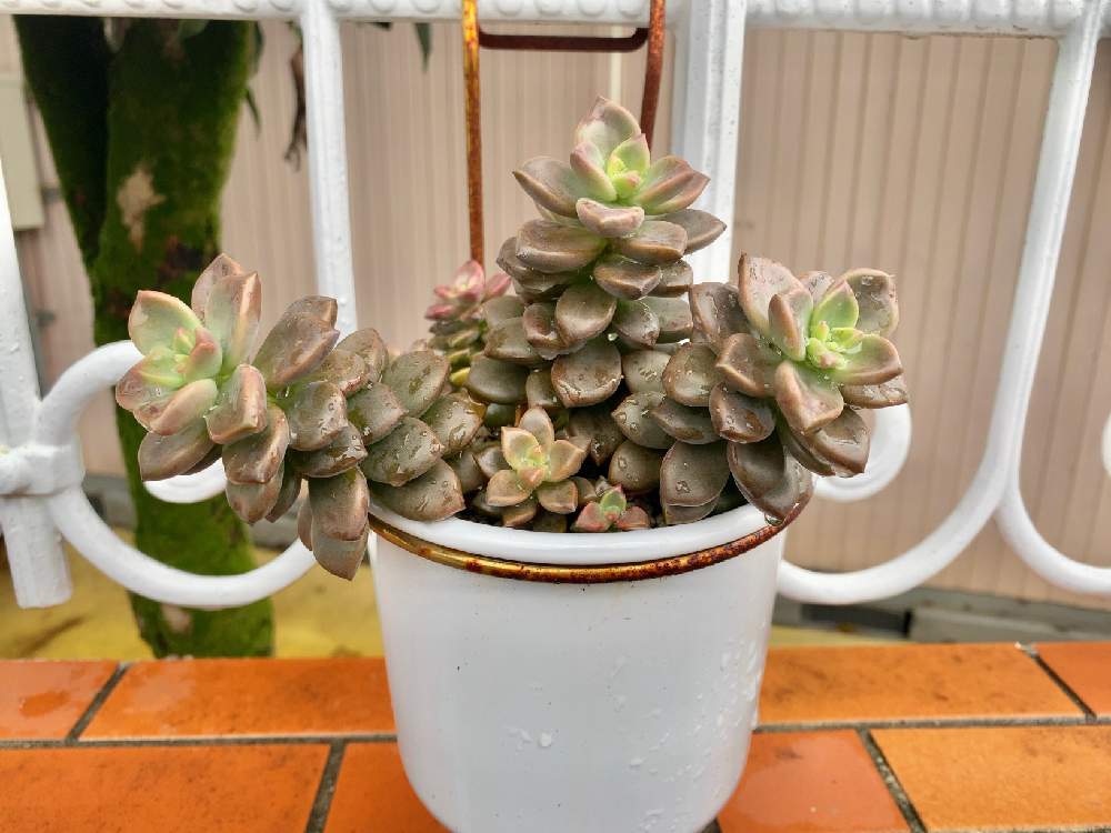 ブロンズの投稿画像 By なります幼稚園さん グラプトペタルム ブロンズ姫と多肉植物とほったらかし多肉と雨ざらしと幼稚園と木立好きと地味と広い庭と 多肉植物とほったらかし多肉と雨ざらしと幼稚園と木立好きと地味 22月9月日 Greensnap グリーンスナップ