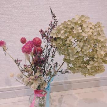 千日紅（せんにちこう）,アナベル,ドライフラワー,アナベル  紫陽花,センニチコウ♡の画像