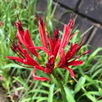 ヒガンバナ,花のある暮らし,お写ん歩,平和を願う☆,植物がある暮らしの画像