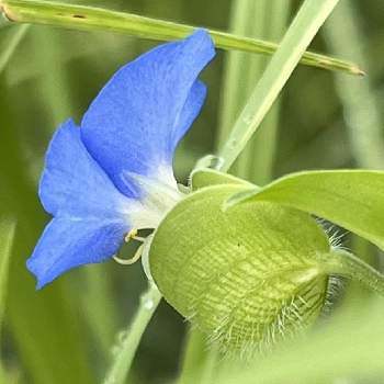 凛としたの一覧 Greensnap グリーンスナップ