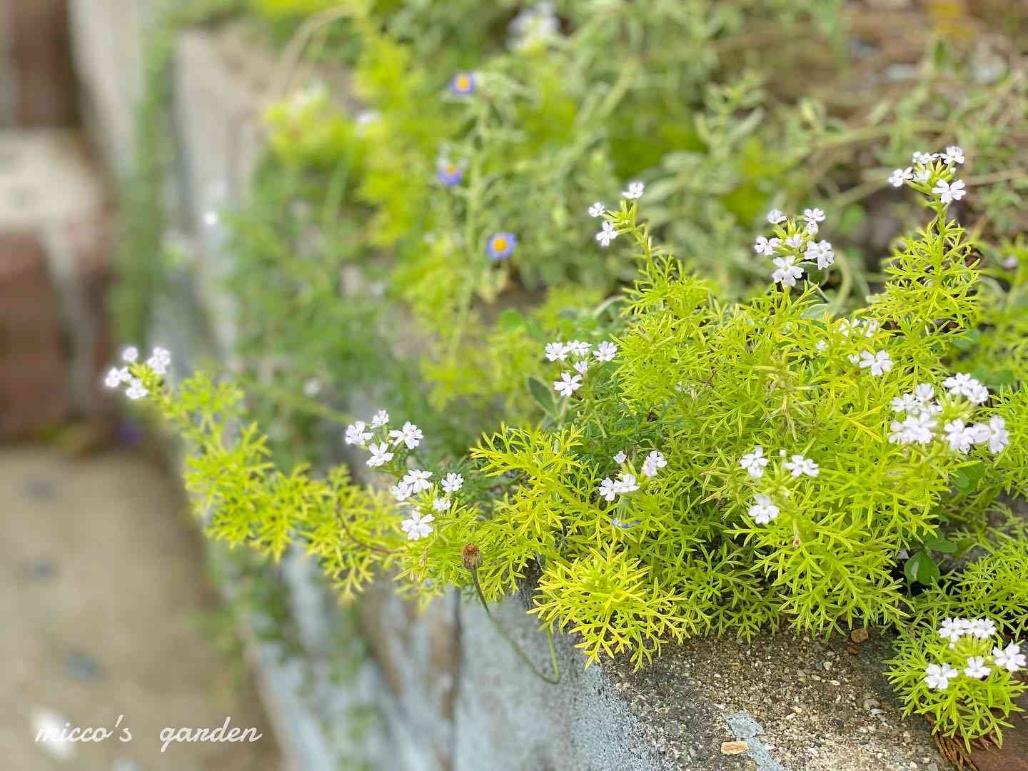 希少✨宿根 バーベナ テネラ オーレア✨ライム色の葉っぱです✨ - 植物/観葉植物