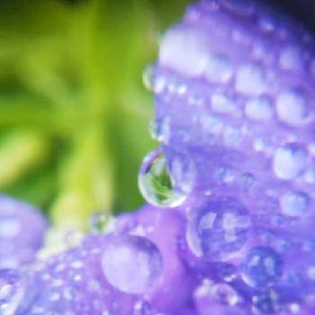 mimozaの雨粒シリーズの画像 by mimozaさん | 小さな庭とペチュニアと雨粒シリーズ☆と水滴の水曜日とmimozaの雨粒シリーズとチームブルーNo.117と雨粒と水曜日は水色と青い花と雫マニアと青い花マニアとチーム・ブルーと青い花で秋祭り2022