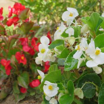 あっ水曜日の画像 by スーさん | 小さな庭とベゴニアとどんどん咲いてねとあっ水曜日と花を愛でると赤い花と平和を願うとチーム新潟と白い花♡