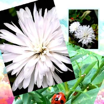 あっ水曜日の画像 by sumiko87さん | 小さな庭とクジャクソウとテントウムシとあっ水曜日と元気もらえると皆様に感謝とキク科と白い水曜日♡と鉢植えと白いお花♡と繋がりに感謝✨