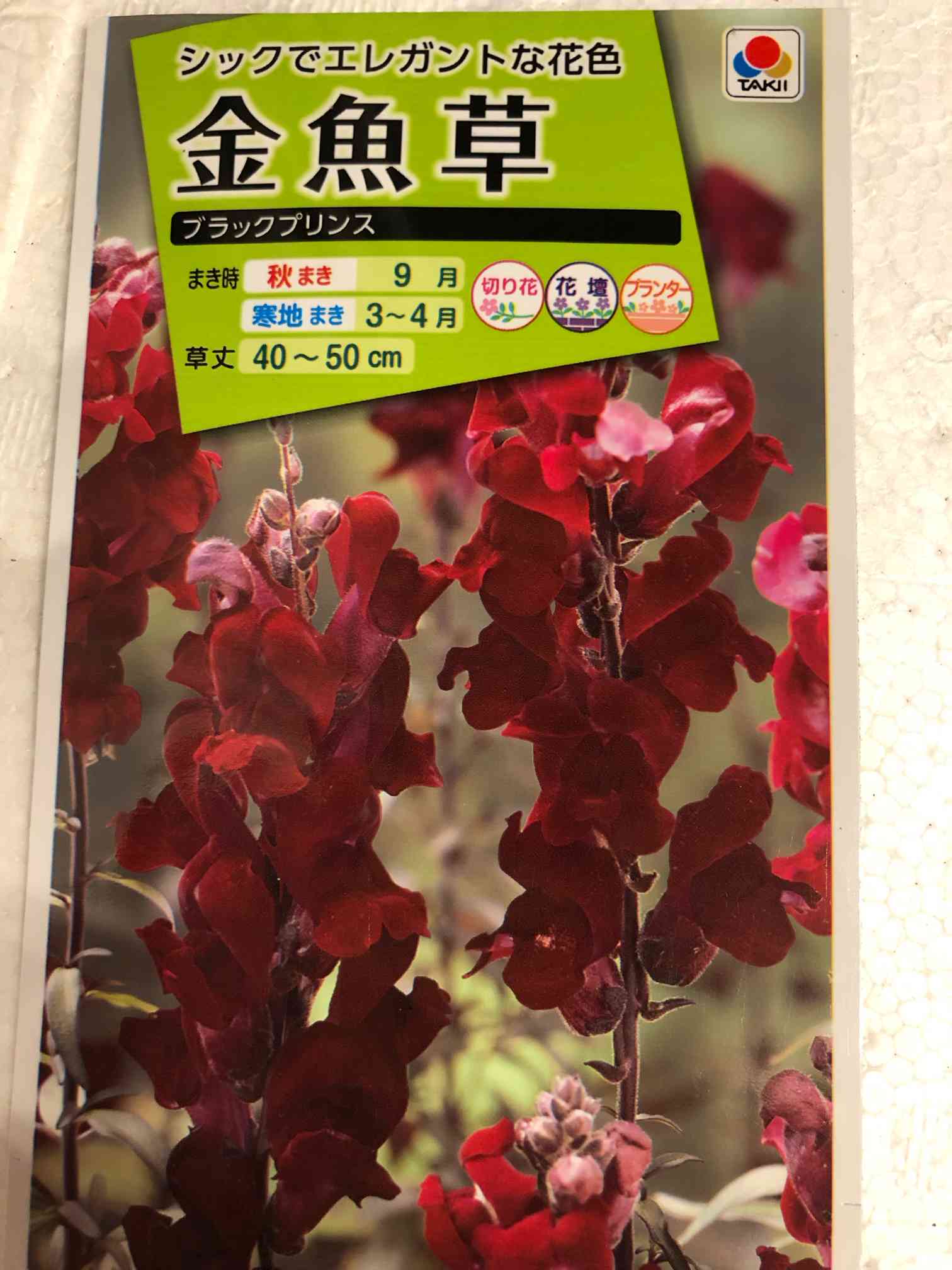 金魚草 ブラックプリンス｜🍀GreenSnap（グリーンスナップ）