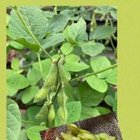 枝豆,枝豆！,枝豆収穫,小さな庭の画像