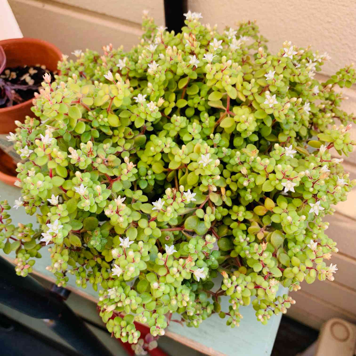 ブロウメアナをダメにしてから復活まで｜🍀GreenSnap（グリーンスナップ）