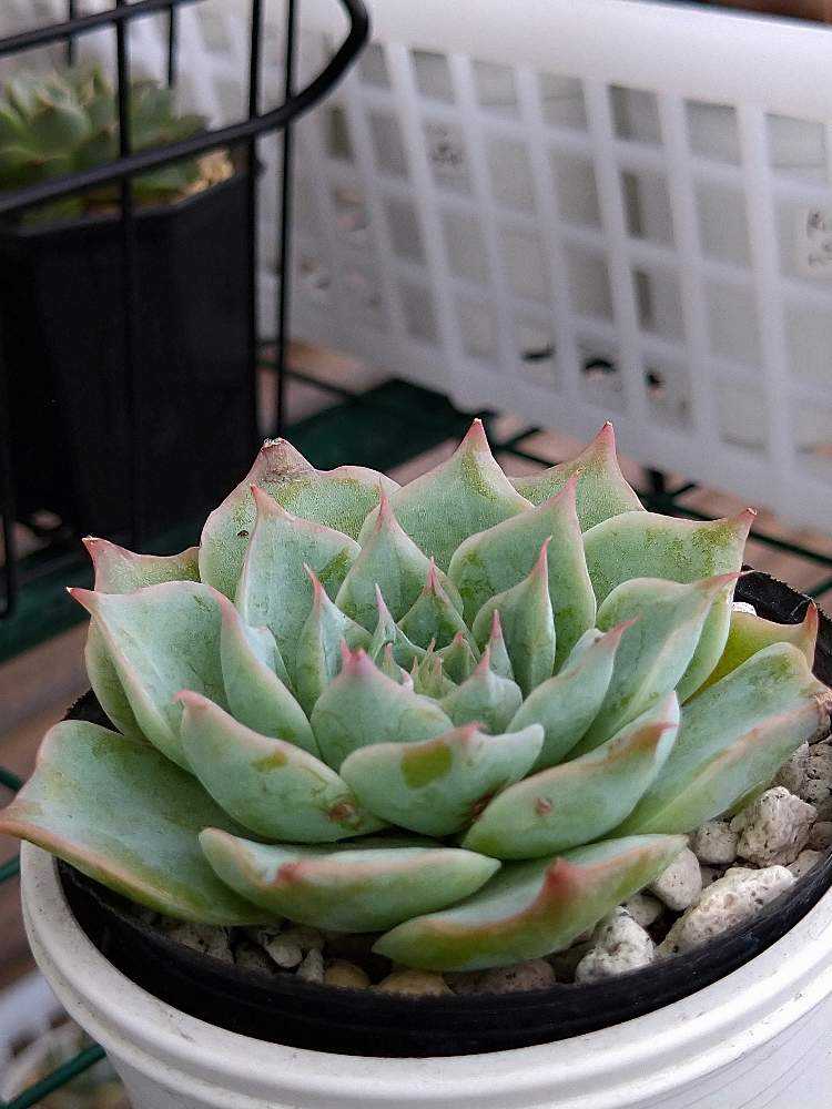 ゼロさん苗 チワワエンシスイエコラ✖シムランスラグナサンチェス