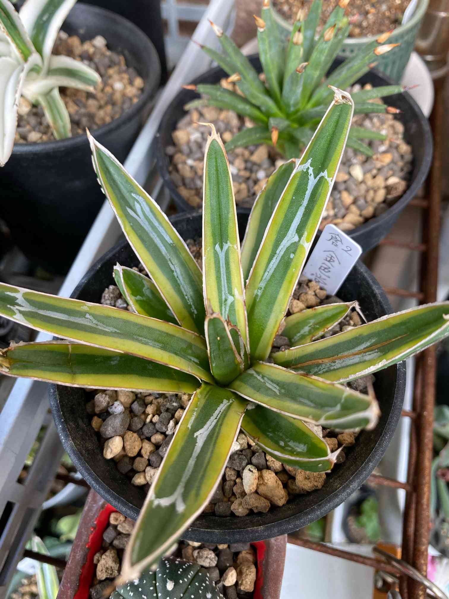 アガベ 笹の雪金色堂の一覧｜🍀GreenSnap（グリーンスナップ）