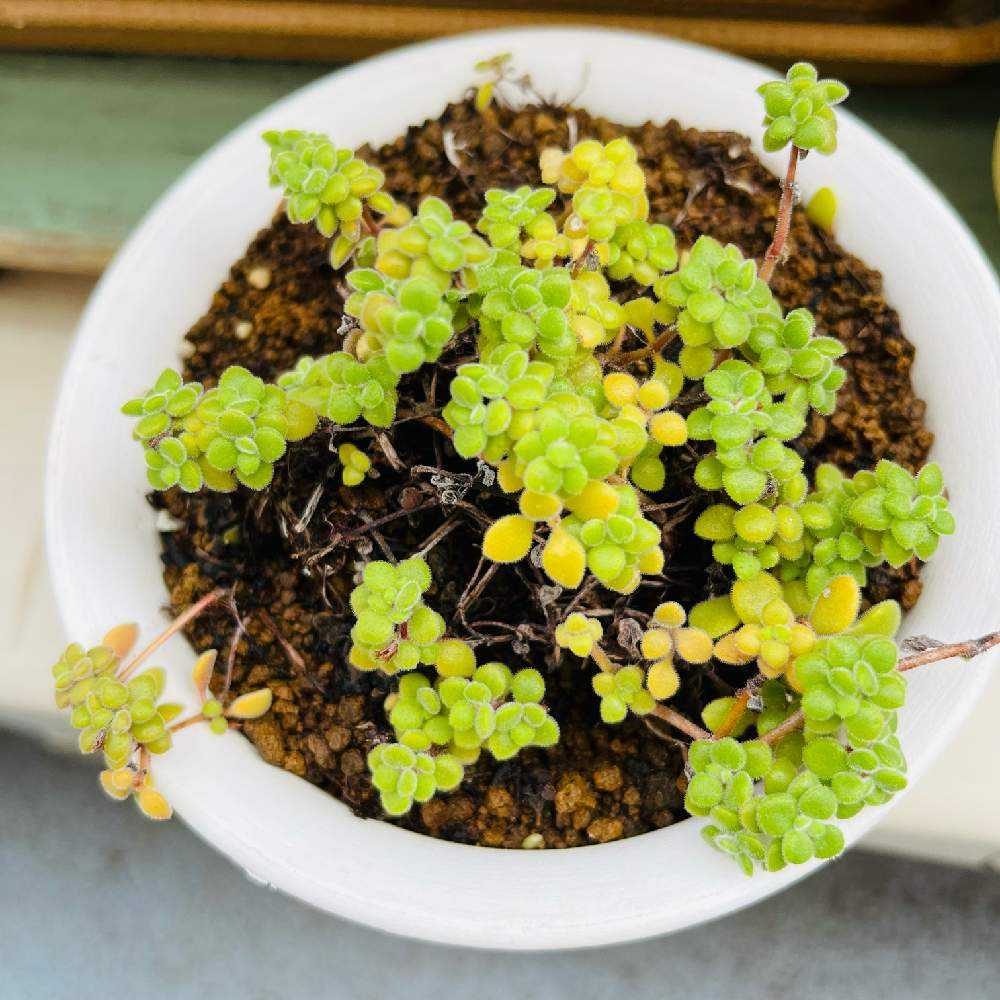 ブロウメアナをダメにしてから復活まで｜🍀GreenSnap（グリーンスナップ）