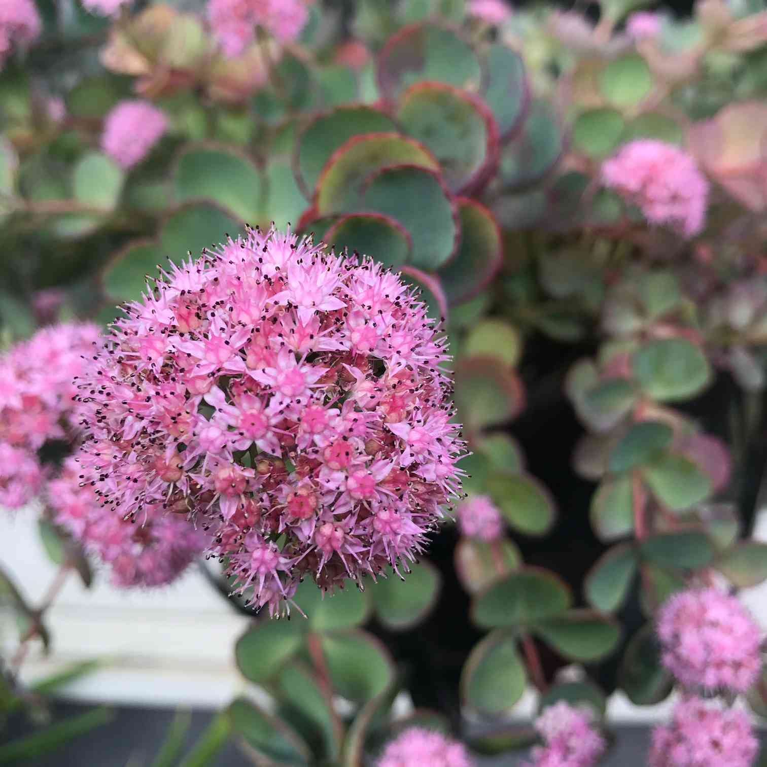 ミセバヤをモリモリに咲かせる｜🍀GreenSnap（グリーンスナップ）