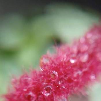 mimozaの雨粒シリーズの画像 by mimozaさん | 小さな庭とキャットテールと雨粒と木曜モフモフと雨粒シリーズ☆とmimozaの雨粒シリーズ