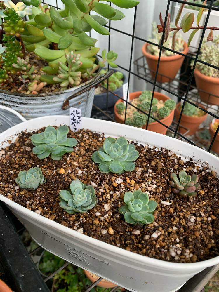 レッドベルベット　6頭群生　多肉植物 多肉植物 レッドベルベットxラウイ 在庫僅少 群生 新入荷 るる農園