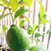 レモン,家庭菜園,レモンの木の画像