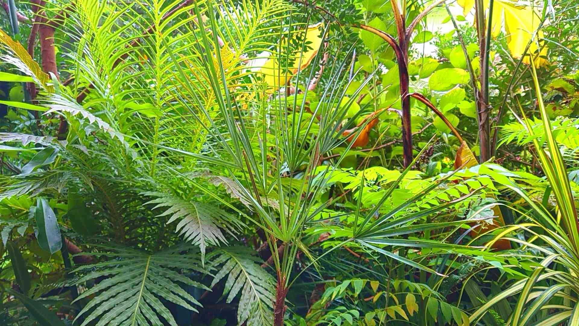 セレノア レペンス セレノア レペンスの一覧｜🍀GreenSnap（グリーンスナップ）