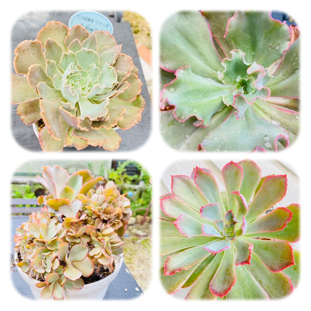 高砂の翁の投稿画像 By そらmamaさん ヒューミリス シャビアナと高砂の翁 綴化とネオンブレーカーズと多肉植物と22日はフリフリの日 多肉verと多肉植物のある暮らしと多肉沼と鳥取県と多肉植物 エケベリアと多肉植物と22日はフリフリの日 多肉verと多肉植物のある