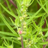 コキア,花壇,ガーデニング,山野草,ヒユ科の画像