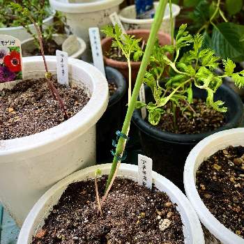 アネモネ,鉢植え,新芽,iPhone撮影,小さな庭の画像